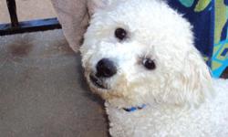 Buddy is a 2yr. old Bichon who is house trained, neutered, kid friendly,and current on all shots.
Moving out of the country and need to find a good home. Buddy gets along with children and other pets. I'm very picky to where Buddy goes, only a dog loving