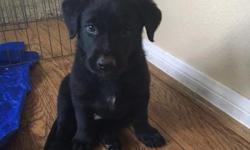 We have one black, female puppy left. Mom is golden/lab mix and dad is full bred Belgian Malinois (shepherd)
We live in Oceanside. Siblings&nbsp;were sold at birth, we thought we were going to keep this one but circumstances dictate that we let her go (we