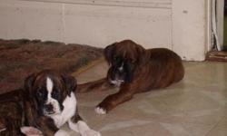 I HAVE 4 AKC BOXER PUPPIES READY FOR THEIR NEW HOMES. THEY ARE FAMILY RAISED WITH CHILDREN. THEY COME WITH FULL AKC REGISTRATION, TAILS AND DEWCLAWS HAVE BEEN REMOVED, VET CHECKED, UTD ON SHOTS, AND DEWORMED THEY ARE 2 MALES BOTH ARE BRINDLE BLACK MASK,