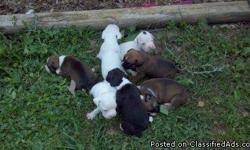 AKC Registered boxer puppies. Born May 12, 2011. Taking deposits at this time. Puppies will have dew claws removed, tails docked, have first shots and deworming. We have 7 babies. 6 males - 1 solid white, 1 white with a spot on his head, 1 white with spot