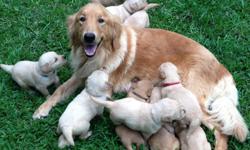 AKC Golden Retriever Puppies for Sale - $600
&nbsp;
ready for their forever home on August 9th
parents on site
4 females & 3 males available
&nbsp;
contact for more information or to reserve your puppy!
770-584-1023
www.facebook.com/MollysGoldenPups