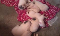 10 PUPPIES WERE BORN ON AUGUST 9TH TO RALEIGH AND LAURIE.&nbsp; THEY WERE BRED FOR SOUNDNESS AND TEMPERAMENT. THERE ARE 3 BOYS AND 7 GIRLS.&nbsp; A BOY AND A GIRL REMAIN UNSPOKEN FOR.&nbsp; THEY WILL BE WORMED, SOCIALIZED, VET CHECKED, ETC.&nbsp; EMAIL
