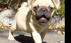 I have an adorable Akc pug puppies for sale. All are fawn and i have both male and females available. . I breed my pugs in my home. Im a private breeder. My puppies run around the house and are played with and loved on all the time. I have both parents on