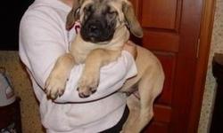 Only 1 Left!!!!
AKC Fawn Male English Mastiff puppies left
Born July 30, 2012
22 weeks old and ready for homes
priced $1000
Vaccinated at 6 weeks 8 weeks 12 weeks and 16 weeks, on a regular de worming program, microchipped, 2 year genetic health warranty