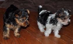 We have a new litter of adorable Yorkie pups! They are traditional colored, but carry the parti gene as their dad is a parti Yorkie and the mom is traditional. So their pups (if they ever have any) could potentially be parti and traditional. The pups