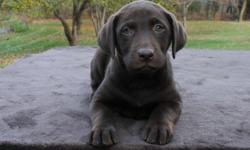 www.labhaven.com&nbsp;&nbsp;&nbsp;&nbsp; We have beautiful family raised AKC yellow, black and chocoalte lab puppies - males and females! The puppies are well rounded with great temperaments and even potential for hunting. They are current on their