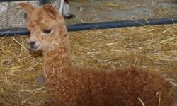 Are you looking for a UNIQUE livestock to raise as a business or just for pleasure?
Alpacas can give you both!!
We carry quality breeding stock, and often have pet and fiber quality animals available at reasonable prices. Right now we have some very
