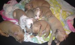 Adorable 6 week old American Pitt Bull Puppies. Will be ready in a week or two. Already eating&nbsp;puppy food. They will come with puppy vaccinations. There are 5 males and 2 females. UKC registered. Looking for a loving home and please only serious