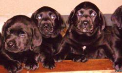 We have adorable Black Lab Puppies for sale. Born Memorial Day. Litter of 8. We have boys and girls available. Mom, Dad and daughter (Sookie) from first litter are on site. These are the best family dogs. Now is the time to get your new addition to your