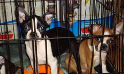 TWO BEAUTIFUL BOSTON TERRIER PUPPIES ...ONE CKC FAWN MALE AND ONE AKC BLK AND WHT FEMALE...BOTH HAVE HAD 2ND SET OF VACCINES AND 3RD DE-WORMING...DEW-CLAWS HAVE BEEN RE-MOVED....VET. CHECKED...WRITTEN HEALTH GUARANTEE...561-688-4400