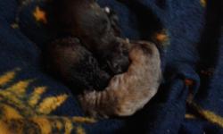 CUDDLY, PRECIOUS BOUVIER PUPPIES.&nbsp; CHAMPIONSHIP BLOODLINE, CROPPED TAILS, DECLAWS REMOVED, SHOTS, AKC REGISTERED.&nbsp; (SHOTS WILL NOT BE GIVEN UNTIL 4 WEEKS).&nbsp; BRED FOR AGILITY, OBEDIENCE&nbsp; AND TEMPERMENT.&nbsp;&nbsp;&nbsp; FOLLOW THEIR