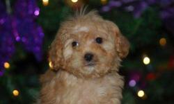 Male CavaPoo (Cavalier King Charles Spaniel/Toy Poodle) born on 10-15-12. UTD on shots, vet checked, and comes with a health warranty and health certificate. &nbsp;
&nbsp;
** Mom is a Toy Poodle (9 pounds)
** Dad is a Cavalier King Charles (12 pounds)
**