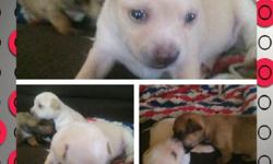 I have two adorable female chihuahua puppies.They're tan&white.&they will be8weeks as of November 13,2013. They also have there first set of shots&first de worming.Parents have very good temperament&are great with children.(both parents are on site)