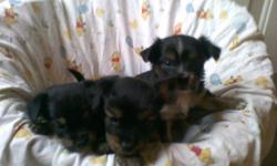 These little boys are so adorable! They are CKC reg, had 1st set of shots and are up to date on their dewormings. Their mother is a CKC reg. 5 lb Yorkie and their daddy is a CKC reg. 5 lb longhaired chihuahua. Their DOB is 5/16/11. If you are interested