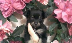 CKC reg. Longhaired Chihuahua female puppies. Up to date on shots and dewormings. Prespoiled! $200 (803)385-3149 or (803)209-4088