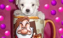 Precious tiny toy and teacup maltipoo puppies. I have boys and girls in different colors (white, cream, apricot, black, party). All puppy shots and wormers are up to date. My puppies come with a 14 day ANYTHING health warranty, and one whole years for any
