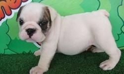 Adorable English Bulldogs. White, Gorgeous, with tons of wrinkles!!!
All puppies come with 1 year health grantee, CKC registered ,micro chipped, up to date on vaccinations/wormings.
8 weeks old!!!
Lucas
(843)488-2227 cell