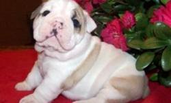 We have two beautiful females and three male English Bulldog puppies with lots of wrinkles. Our pups are super sweet & loving. They are raised in our home and spoiled daily by us and our children. They are fed Premium Dog food to insure great health,