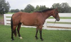 Peter Pan is a cute, 14.1hh, 7 year old, Morgan Cross gelding. He's a flashy mover with a great jump.&nbsp; He is not spooky at all and loves jumping.&nbsp; He has experience at local shows. Peter is very personable, and all of the children at the barn
