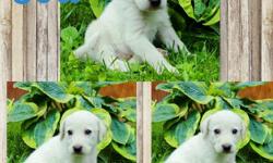 We have 8 adorable Great Pyrenees/ Coonhound mixes. ALL BOYS!!! Born : May 5, 2016.... Ready to go to their new homes as early as June 23, 2016. Their momma is a Purebred coonhound. Their daddy is a purebred Great Pyrenees. Both parents are up to date on
