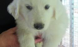 Adorable, solid white, Great Pyrenees puppies. &nbsp;Males only. &nbsp;Off of working guradian dogs parents.
DOB: &nbsp;4/12/14
First Shots
Wormed
Micro-Chipped
Health Checked
Puppy Record
&nbsp;
Release date: &nbsp;June 7, 2014
Call Sheila
8am-8pm