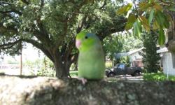 I am a small breeder, in Houston, looking for great homes for my baby parrotlets. These babies have just weaned and are ready to become a new family member or best friend. These are companion pets. All of the babies are trained to step up and down. I take