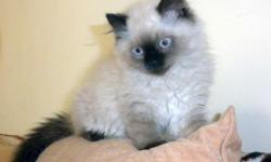 I'm selling an adorable four month old female Himalayan kitten. The kitten is tan with brown eyes. She is very sweet and affectionate and very social. Her claws have been trimmed. she is fully litter boxed trained. This Kitten would make a great pet for