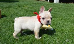 2 Adorable Kc Reg French Bulldog girls from a litter of 5 are looking for their forever loving home.
the puppies are well socialised, have great temperaments - excellent with children and other dogs, and have basic house training. Both girls are very