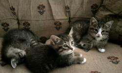 Gray, tan, black, and white striped kittens -- 8 weeks old, fully weaned and litter-trained. Call 814-333-3179