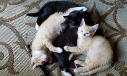 Adorable 8 week old kittens. Very playful and sweet. They get along well with other cats, dogs, and children. Short to medium fur. 2 black tabbys with white paws, 2 orange tabby with white paws , and 1 calico.