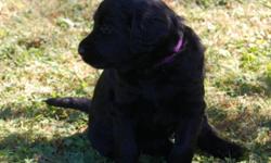 F1 Labradoodle Puppies will be 8wks and ready for homes Aug 20!&nbsp; Healthy, smart, playful, excellent family dogs and low-shedding. 4 Females, 3 Males, all black.&nbsp; Well socialized, family-raised on our farm, in home and outdoors. Pups come with
