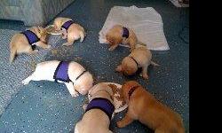 adorable labrador puppies for sale contact for more information there are seven puppies available now