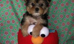 Adorable little Morkie puppies ready for their forever families! Morkies are a cross between a Yorkie & a Maltese. The BEST small breed available! Everyone should have a Morkie to love! These little ones are very soft & fluffy like little teddy bears!
We