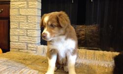 Are you looking for a wonderful, adorable Mini Aussie! This is a wonderful AKC registered purebred Male Red Tri Miniature Australian Shepherd puppy. The AKC has recently changed their name to Miniature American Shepherd, but a rose by any other name....He