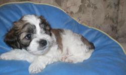 1 male shih poo which is brown & white. father is tri-color shih tzu, he weighs 12lbs and mother is black toy poodle with very little white markings on chin and chest. she weighs 7lbs, very excellent for children or older adults. should get between 7 and