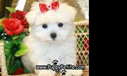 Hello,
We do have several Maltese puppies that are currently available, from 8- 12 weeks of age. The puppies are registered and all the vaccines are up to date. There are currently 12 pups to choose from which does include the toy and the teacup sizes.
