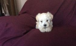 Very cute white maltipoo females. 8 weeks old grows up to 5pounds fully grown . Playful with children . Already has first shot & have Been dewormed . 300 each They are my last white ones! Contact me @7142004151