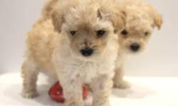 8 weeks old male & female maltipoo puppies non shedding, hypo allergenic dogs first shots, vaccinations, & dewormer perfect for an indoor pet & great with small kids will only grow to around 7-9 lbs in process of potty & crate training just in time for