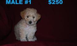 We have Maltipoo puppies they are 8wks old have their first shots and have been dewormed. Call for more details 623-329-6613 (Glendale)
&nbsp;
SORRY, I AM NOT ABLE TO RESPOND VIA EMAIL, BUT TEXT MESSAGES ARE OK.