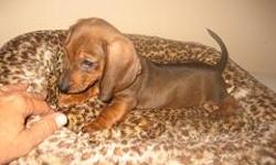 Beautiful Red Sable Mini Dachshund born 6-10-2014 , Ready to go now ,will be small 7-10 LBS , shots&worming are up to date , raised in our home ,great with children ,handled daily and very socialized $500.00 Reduced $400.00 last one please call to meet