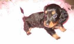 Beautiful Mini Dachshund Puppies 8wk ready to go now thwy wiill be small 7-10 LBS. , Shots & Worming are up to date $500.00 Beautiful , playful , healthy babies . These babies are raised in our home great with children ,handled daily and very socialized