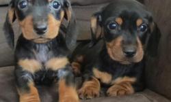 Very pretty, very playful, miniature dachshunds, CKC, males, fully weaned, started on housebreaking, 8 weeks, first shots and wormings, parents on premises, lovingly raised in home with our family, socialized with people, cats and other dogs, these pups