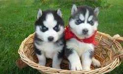 Adorable playful Siberian Husky Puppies. They are ready to go home with you. Tail docked, dew claws removed and up to date shots. A.K.C registered, all papers available. They are very healthy and need a good loving home. Email me for details. (315)