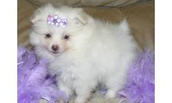 Male and female adorable baby Pomeranian puppies available for new homes , this beautiful babies are well trained . very friendly and presently 12 weeks old, vet check and very healthy ,if interested please email us for more information or text us at
