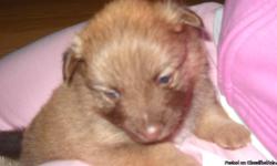 Hi! We have 4 adorable female Pomeranian Puppies that are looking for good homes. We have a sable, parti white with black, a tri colored white with brown and black and a chocolate with a little white. They are very spoiled here with us and Mom & Dad. They