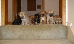 We have 7 (5 male - 2 female) Pug/Chihuahua Puppies available for adoption on Sunday May 22nd. Pups were born on Friday March 25th. All pups are weaned and eating dry dog food. All pups will have a full veterinarian exam and their first set of shots on