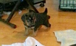 I have one second generation male pup looking for a new home.&nbsp;He is a&nbsp;fun, loving, smart,&nbsp;energetic&nbsp;pup that makes a&nbsp;great companion and is&nbsp;family friendly.&nbsp;He is a mix between a beagle and a pug and range between