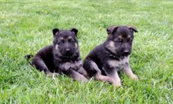 Adorable, Pure Breed, 8 weeks old, AKC German Shepherd puppies (males and females) available for sale. AKC Registration and Three Generation Pedigree available with additional fee. &nbsp;Puppies had first shots and been de-wormed. Well socialized with