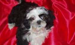 Here is an adorable boy that is working on paper-training and raised and socialized in our family home. He was born 8-8-2010. Mom and dad are both black and white shih-tzus, with black being more dominate. Dad weighs 8 lbs and mom weighs 14 lbs. I expect