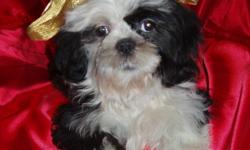 Here is an adorable boy that we just reduced the price on for Christmas placement. He is working on paper-training and raised and socialized in our family home. He was born 8-8-2010. Mom and dad are both black and white shih-tzus, with black being more